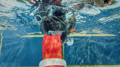 Unterwasserfotograf fotografiert Hunde unter Wasser für Wandbilder, Fotos unter Wasser aus Hanau vom Fotografen Chris Marr für Prints.