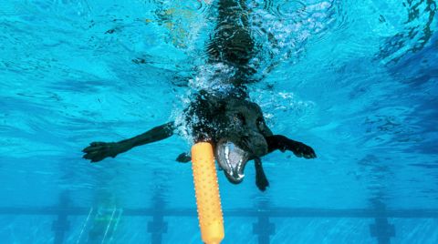 Unterwasserfotograf fotografiert Hunde unter Wasser für Wandbilder, Fotos unter Wasser aus Hanau vom Fotografen Chris Marr für Prints.