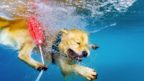 unterwasserfotograf fotografiert Hunde unter Wasser für Wandbilder, Fotos unter Wasser aus Hanau vom Fotografen Chris Marr für Prints.