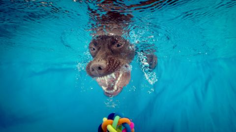 Unterwasserfotograf fotografiert Hunde unter Wasser für Wandbilder, Fotos unter Wasser aus Hanau vom Fotografen Chris Marr für Prints.