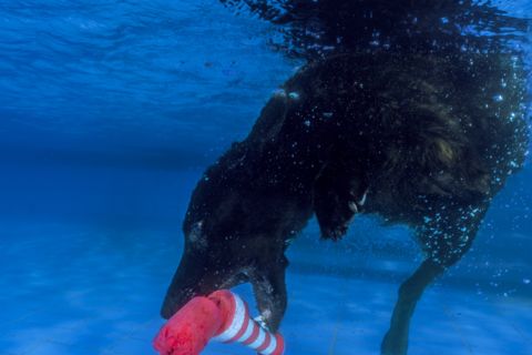 Unterwasserfotograf fotografiert Hunde unter Wasser für Wandbilder, Fotos unter Wasser aus Hanau vom Fotografen Chris Marr für Prints.