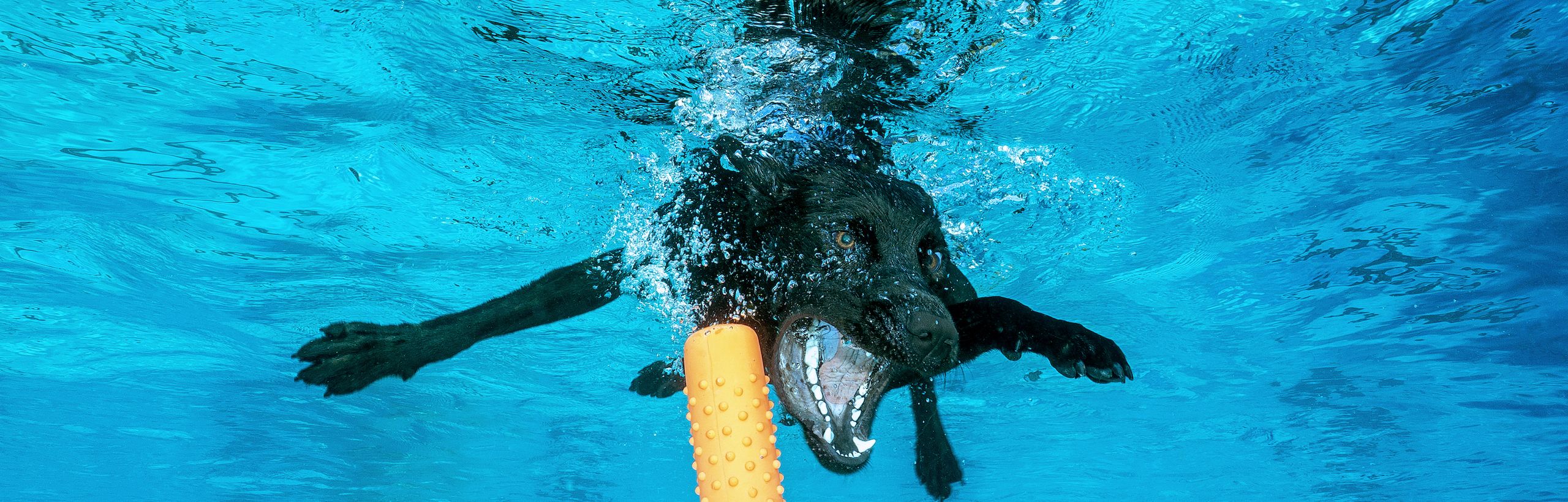 Unterwasser Fotos von Hunden