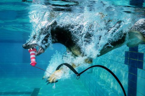 Unterwasserfotograf fotografiert Hunde unter Wasser für Wandbilder, Fotos unter Wasser aus Hanau vom Fotografen Chris Marr für Prints.