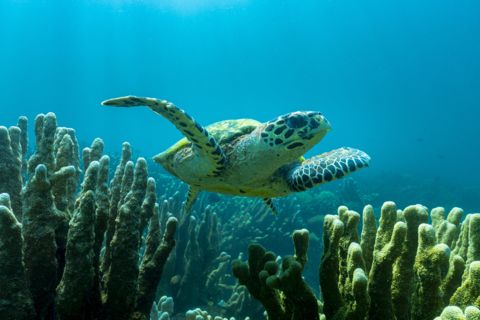 Unterwasserfotograf fotografiert Schildkröte unter Wasser. Fotos unter Wasser aus Hanau vom Fotografen Chris Marr.
